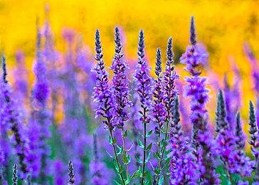 “在线玩家第一名” Nexon大型PvP游戏《Warhaven》在Steam新品节表现突出